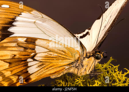 Madagaskar Mocker Schwalbenschwanz (Papilio Dardanus Meriones) Probe auf finnischen Moos, spot beleuchtet und isoliert gegen Studio-Hintergrund festlegen. Stockfoto