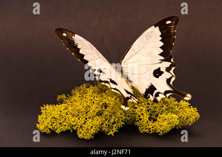 Madagaskar Mocker Schwalbenschwanz (Papilio Dardanus Meriones) Probe auf finnischen Moos, spot beleuchtet und isoliert gegen Studio-Hintergrund festlegen. Stockfoto