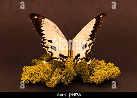 Madagaskar Mocker Schwalbenschwanz (Papilio Dardanus Meriones) Probe auf finnischen Moos, spot beleuchtet und isoliert gegen Studio-Hintergrund festlegen. Stockfoto