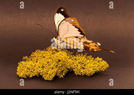 Madagaskar Mocker Schwalbenschwanz (Papilio Dardanus Meriones) Probe auf finnischen Moos, spot beleuchtet und isoliert gegen Studio-Hintergrund festlegen. Stockfoto