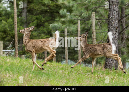 Zwei weiße Rute Rotwild-Durchlauf auf einem Hügel nördlich von Hayden, Idaho. Stockfoto