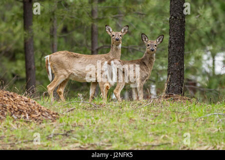 Zwei weiße Rute Rehe stehen auf der Wiese, schaut in die Kamera nördlich von Hayden, Idaho. Stockfoto