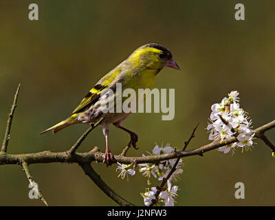 Männliche eurasischen Zeisig Blackthorn gehockt Stockfoto