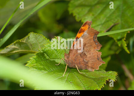 Ein Satyr Komma Schmetterling, Polygonia Satyrus, thront oben auf einem Blatt in einem Waldgebiet der Prärie. Stockfoto