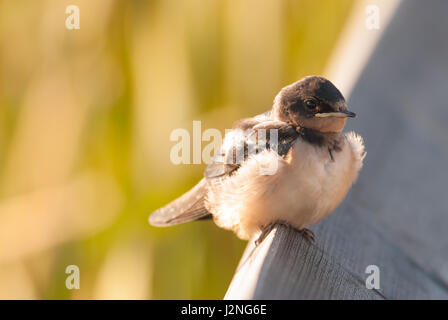 Rauchschwalbe Hirundo Rustica, junge thront auf einem Holzsteg Geländer in Lois Loch Provincial Park, Alberta. Stockfoto