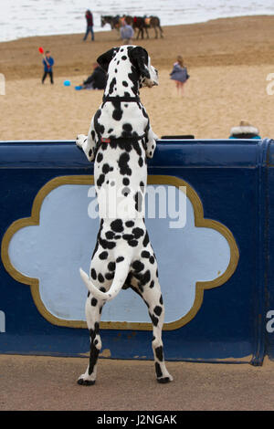 Dalmatiner Hund in Lytham St Annes, Lancashire, UK. 29. April 2017. UK Wetter. Warme Winde und Regen als Touristen zu den unberührten Sandstrand von Lytham Leiter der Bank Holiday Wochenende zu genießen. Die preisgekrönten Strand ist ein Paradies für Touristen und Urlauber und ist für eine breite Palette von Aktivitäten verwendet. Der Strand selbst bei St Annes, an der Fylde Coast, ist eine sehr große Ausdehnung von Golden Sand; perfekt, um auf und Sandburgen bauen. Kredit; MediaWorldImages/Alamy leben Nachrichten Stockfoto