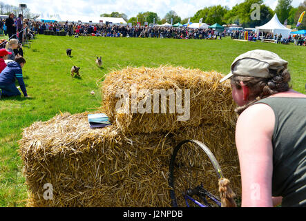 Terrier in The Terrier Racing ( Dummy Hase on a Pulley) bei The Chiddingfold, Leconfield & Cowdray Hunt Point-to-Point auf einem herrlichen Frühlingsurlaub in den Sussex South Downs, Parham, West Sussex, Großbritannien Stockfoto