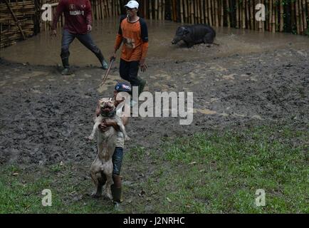 Bandung, Indonesien. 30. April 2017. Ein Mann hält seinen Hund nach dem Kampf mit einem Wildschwein während einer traditionellen Schlacht, die Einheimischen es "Adu Bagong" in Bandung, Indonesien, 30. April 2017 nennen. Adu Bagong ist eine traditionelle Rechtsstreit zwischen ausgebildete Hunde und Wildschweine in West-Java-Region. Bildnachweis: Agung Kuncahya B./Xinhua/Alamy Live-Nachrichten Stockfoto