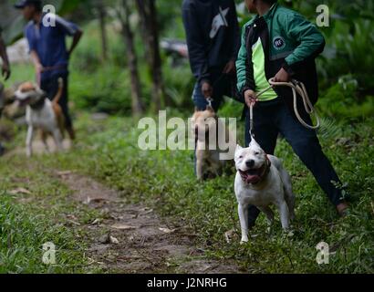 Bandung, Indonesien. 30. April 2017. Menschen stehen mit ihren Hunden vor einer traditionellen Schlacht, die Einheimischen es "Adu Bagong" in Bandung, Indonesien, 30. April 2017 nennen. Adu Bagong ist eine traditionelle Rechtsstreit zwischen ausgebildete Hunde und Wildschweine in West-Java-Region. Bildnachweis: Agung Kuncahya B./Xinhua/Alamy Live-Nachrichten Stockfoto