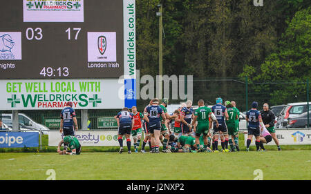 Doncaster, UK. 30. April 2017. London Irish Punkten um Itt 22-3 zu machen.  Doncaster Ritter V London Irish in der grüne König IPA Meisterschaft Play-off-1. Etappe am Schlosspark, 30.04.2017 KO 14:45. Bildnachweis: Stephen Buckley/Alamy Live-Nachrichten Stockfoto