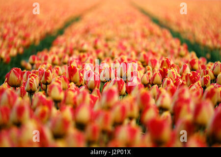 Lisse, Niederlande. 20. April 2017. Tulpen (Tulipa) sehen auf einem Feld in der Nähe von Lisse, Niederlande, 20. April 2017. Die Region ist bekannt für seine Tulpenfeld. -KEIN Draht-SERVICE - Foto: Kevin Kurek/Dpa/Alamy Live News Stockfoto