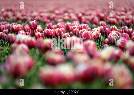 Lisse, Niederlande. 20. April 2017. Tulpen (Tulipa) sehen auf einem Feld in der Nähe von Lisse, Niederlande, 20. April 2017. Die Region ist bekannt für seine Tulpenfeld. -KEIN Draht-SERVICE - Foto: Kevin Kurek/Dpa/Alamy Live News Stockfoto