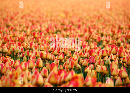 Lisse, Niederlande. 20. April 2017. Tulpen (Tulipa) sehen auf einem Feld in der Nähe von Lisse, Niederlande, 20. April 2017. Die Region ist bekannt für seine Tulpenfeld. -KEIN Draht-SERVICE - Foto: Kevin Kurek/Dpa/Alamy Live News Stockfoto