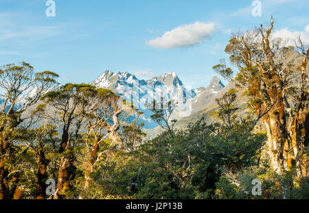 Tropische Bäume vor schneebedeckten Ailsa Berge, Key Summit Track, Fjordland National Park, Region Southland, Neuseeland Stockfoto