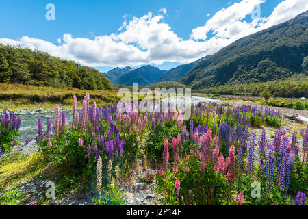 Lila großer-blättrig Lupinen (Lupinus Polyphyllus) an einem Fluss Eglington River, Earl Mountains, Fjordland National Park, Te Anau Stockfoto