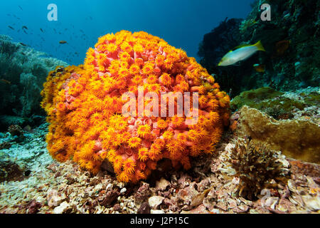 Orange Schale Koralle (Tubastrea Coccinea), Raja Ampat Archipel Papua Barat, West-Papua, Pazifik, Indonesien Stockfoto