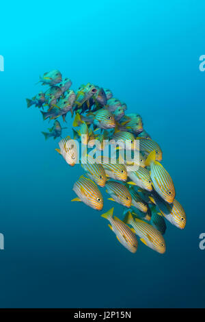 Gelb-Band Süßlippen (Plectorhinchus Polytaenia) Schwimmen im offenen Meer, Raja Ampat, Papua Barat, West-Papua, Pazifik Stockfoto