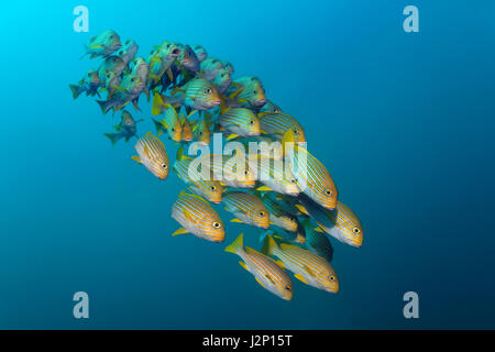 Gelb-Band Süßlippen (Plectorhinchus Polytaenia) Schwimmen im offenen Meer, Raja Ampat, Papua Barat, West-Papua, Pazifik Stockfoto