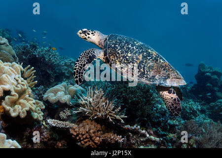 Rothaarige Schildkröten (Caretta Caretta) schwimmen über Korallenriff, Raja Ampat, Papua Barat, West-Papua, Pazifik, Indonesien Stockfoto