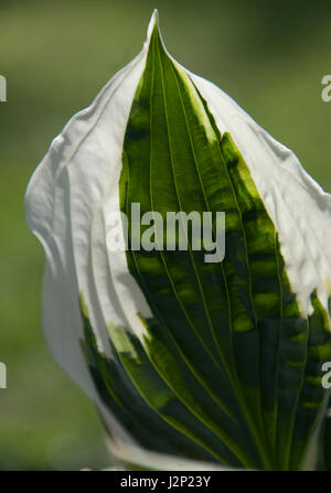 Hosta 'Patriot' ist eine beliebte, auffällige hosta Stockfoto