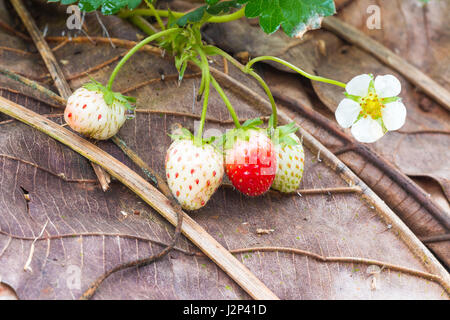Junge Bio Erdbeeren Früchte und Pflanzen im Wachstumsfeld Stockfoto