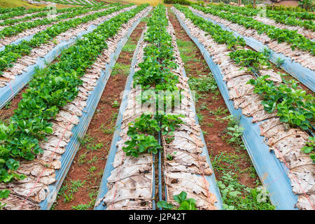 Bio-Erdbeerfeld mit jungen grünen Erdbeerpflanzen in Nordthailand Stockfoto