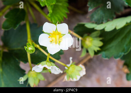 Nahaufnahme von Erdbeere Blume im Feld, flachen Schärfentiefe mit Unschärfe Hintergrund Stockfoto