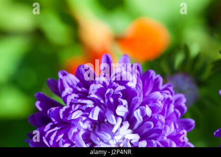 Schöne abstrakte Blumenkarte mit rosa Blütenknospen und defokussierten Lichter. Bordürenmuster in Pink und grün Stockfoto