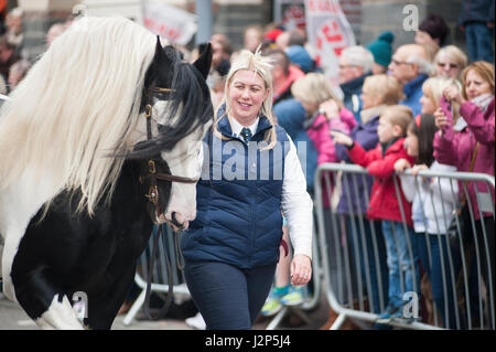 Hengste und preisgekrönte Besitzer laden Strickjacke High Street an dieser Jahre Parade der Hengste Event im Strickjacke von wales Stockfoto