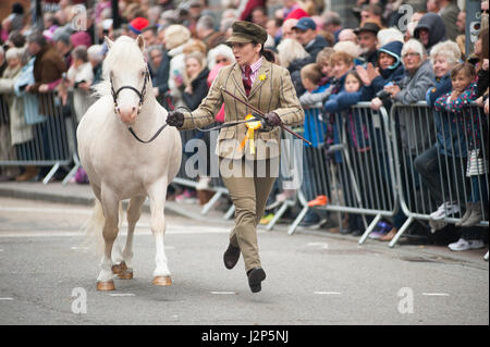 Hengste und preisgekrönte Besitzer laden Strickjacke High Street an dieser Jahre Parade der Hengste Event im Strickjacke von wales Stockfoto