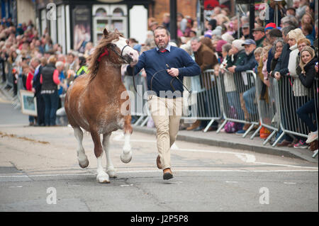 Hengste und preisgekrönte Besitzer laden Strickjacke High Street an dieser Jahre Parade der Hengste Event im Strickjacke von wales Stockfoto