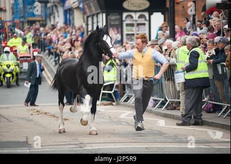 Hengste und preisgekrönte Besitzer laden Strickjacke High Street an dieser Jahre Parade der Hengste Event im Strickjacke von wales Stockfoto