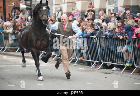 Hengste und preisgekrönte Besitzer laden Strickjacke High Street an dieser Jahre Parade der Hengste Event im Strickjacke von wales Stockfoto