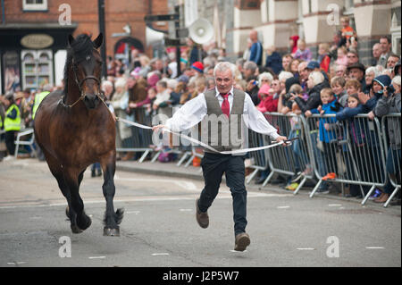 Hengste und preisgekrönte Besitzer laden Strickjacke High Street an dieser Jahre Parade der Hengste Event im Strickjacke von wales Stockfoto