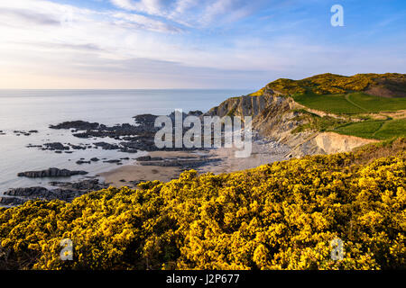 Ginster blühen im Frühling auf einer Klippe mit Blick auf Rockham Strand an der Küste von Nord-Devon, England. Stockfoto