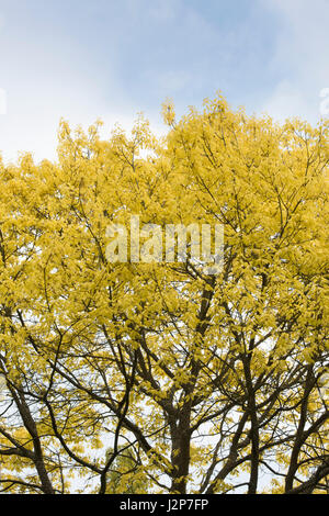 Quercus Rubra Aurea. Goldene Roteiche Baumkronen im April Stockfoto