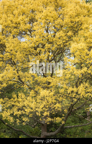 Quercus Rubra Aurea. Goldene Roteiche Baumkronen im April Stockfoto
