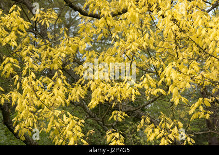 Quercus Rubra Aurea. Goldene Roteiche Baumkronen im April Stockfoto