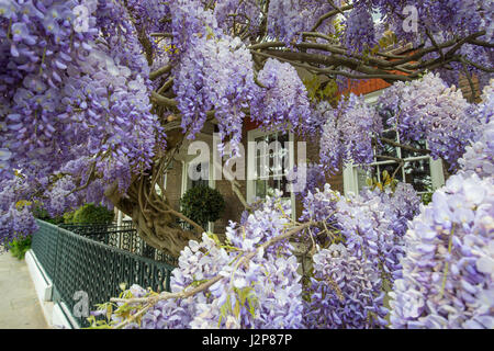 Nahaufnahme von den schönen Frühling blühende Glyzinie Kletterpflanze mit zarten lange lila Blüten Stockfoto