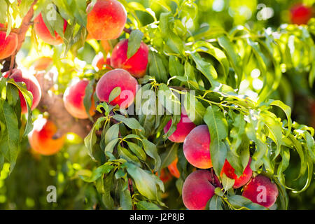 Reife leckere Pfirsich Baum im sonnigen Sommer Obstgarten. Wählen Sie eigene Obstplantage mit Baum Reifen Freestone Pfirsiche. Leckere und gesunde Bio-Ernährung. Stockfoto