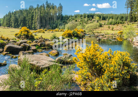 Die East Dart River bei Bellever in Dartmoor im Frühjahr, mit blauem Himmel und leuchtend gelben Ginster Sträuchern. Frühling auf Dartmoor. Stockfoto