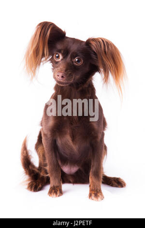 Russkiy Toy. kleiner Hund, kleiner Hund Stockfoto