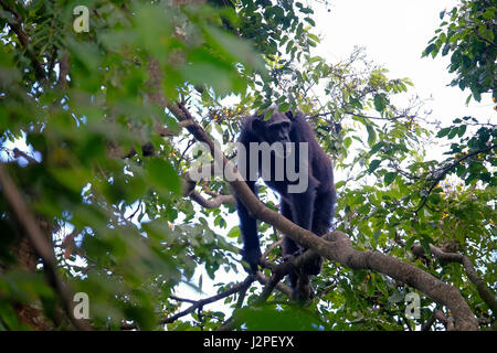 Im Gombe Stream National Park in der westlichen Kigoma Region, Tansania, wird ein wilder Schimpansen der Kasakela-Schimpansen beobachtet Stockfoto