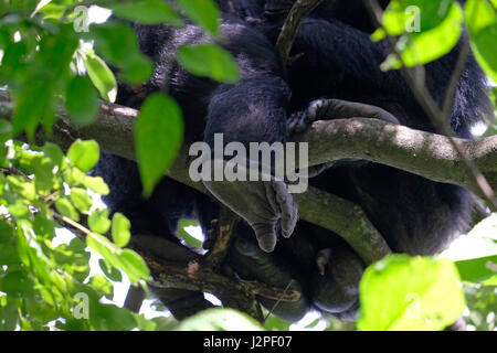Im Gombe Stream National Park in der westlichen Kigoma Region, Tansania, wird ein wilder Schimpansen der Kasakela-Schimpansen beobachtet Stockfoto