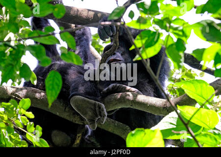 Im Gombe Stream National Park in der westlichen Kigoma Region, Tansania, wird ein wilder Schimpansen der Kasakela-Schimpansen beobachtet Stockfoto