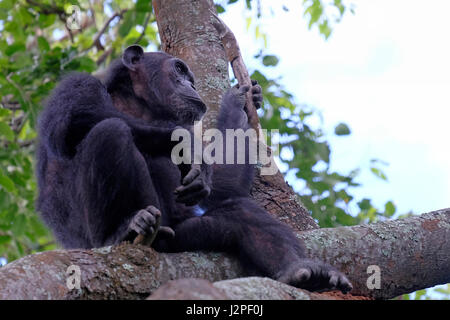 Im Gombe Stream National Park in der westlichen Kigoma Region, Tansania, wird ein wilder Schimpansen der Kasakela-Schimpansen beobachtet Stockfoto