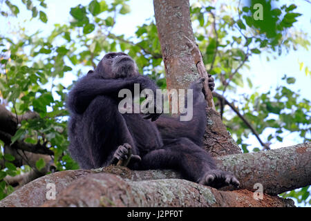 Im Gombe Stream National Park in der westlichen Kigoma Region, Tansania, wird ein wilder Schimpansen der Kasakela-Schimpansen beobachtet Stockfoto