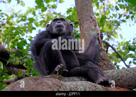 Im Gombe Stream National Park in der westlichen Kigoma Region, Tansania, wird ein wilder Schimpansen der Kasakela-Schimpansen beobachtet Stockfoto