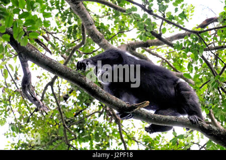 Im Gombe Stream National Park in der westlichen Kigoma Region, Tansania, wird ein wilder Schimpansen der Kasakela-Schimpansen beobachtet Stockfoto
