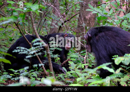 Wilde Schimpansen der Kasakela-Schimpansen-Gemeinschaft werden im Gombe Stream National Park in der westlichen Kigoma-Region, Tansania, beobachtet Stockfoto